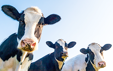 Pozyx: Enhancing Dairy Farm Productivity and Animal Welfare